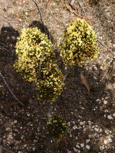 Acacia ferocior