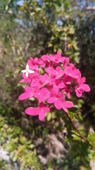 Carphalea