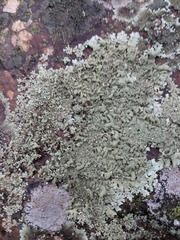 Xanthoparmelia scabrosa