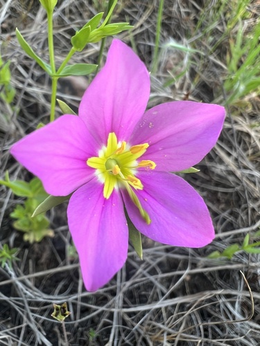 Sabatia formosa