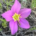 Sabatia formosa - Photo (c) Jared Shorma, some rights reserved (CC BY), uploaded by Jared Shorma