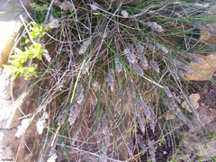 Tribolium hispidum