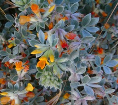 Acmispon argophyllus