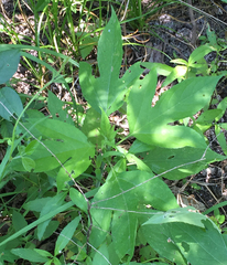 Ambrosia trifida trifida