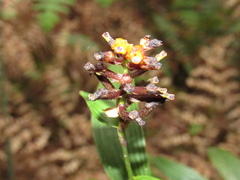 Elleanthus aurantiacus