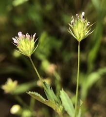 Trifolium oliganthum