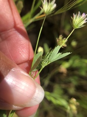 Trifolium oliganthum