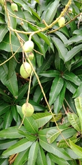 Mangifera indica