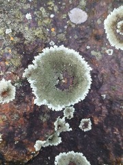 Xanthoparmelia mougeotina