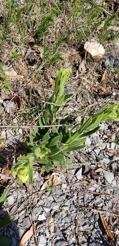 Image of Lithospermum decipiens by (c) Stephan Eselgroth, some rights reserved (CC BY-SA)