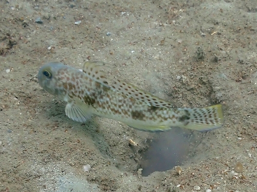 Goby (Acentrogobius nebulosus) — Gobiidae