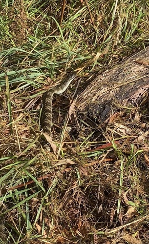 Tiger Snake sighting