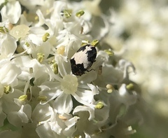 Anthrenus sophonisba