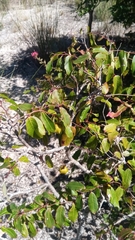Sclerocroton