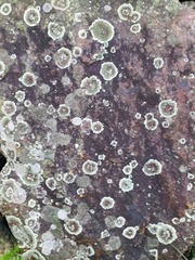 Xanthoparmelia mougeotina