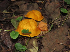 Hymenogloea papyracea