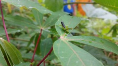 Liebermannacris dorsualis