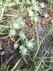 Psilocarphus oregonus