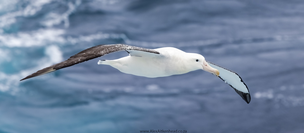 Great Albatrosses