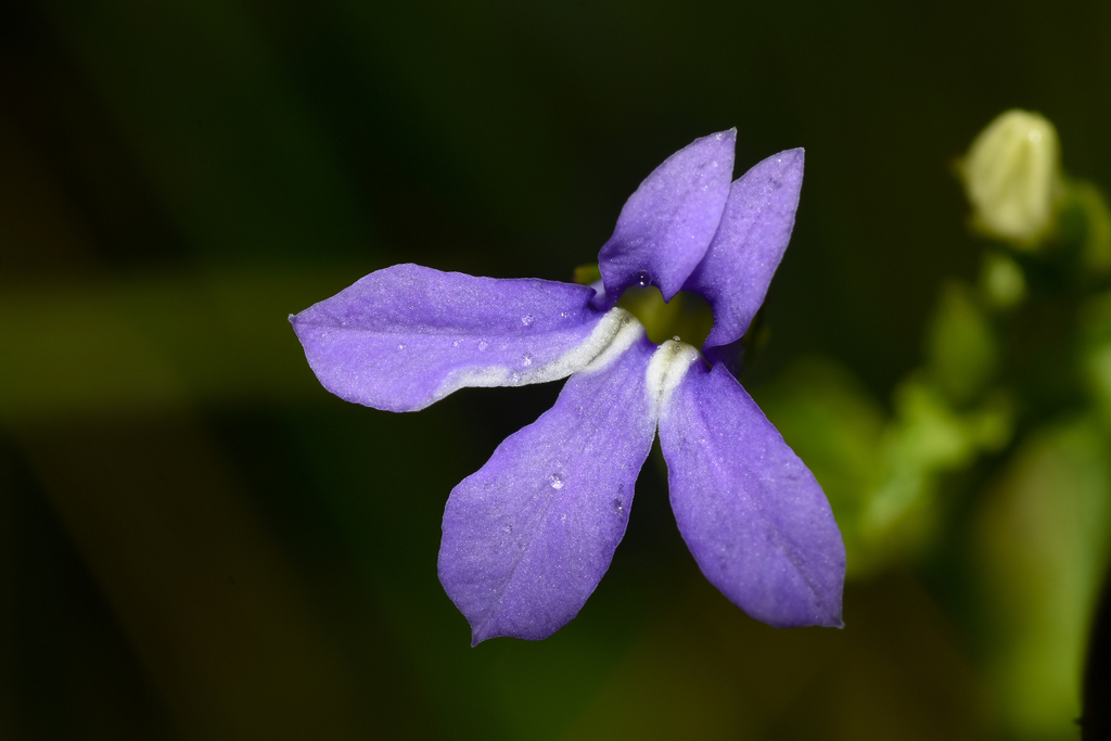 Lobelia nummularioides