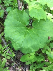 Arnoglossum reniforme