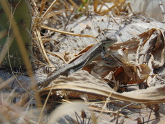 Sceloporus megalepidurus