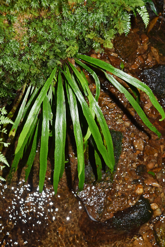 Asplenium ensiforme iNat (3)