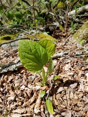 Rugelia nudicaulis