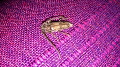 Crinarnoldius maculatus