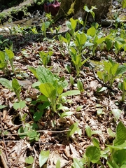 Rugelia nudicaulis