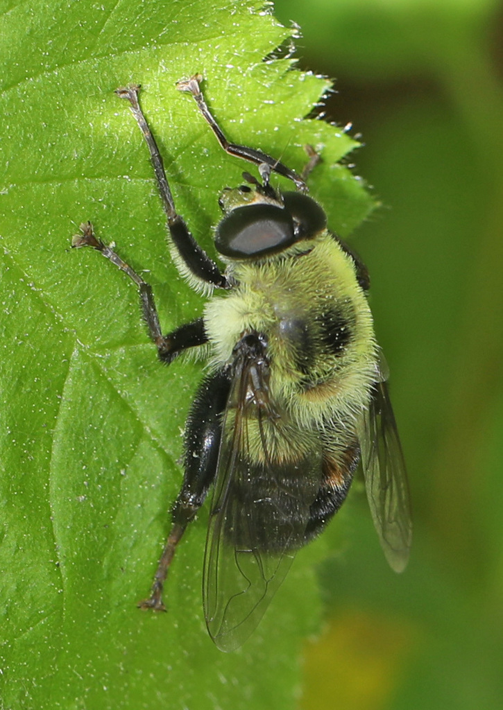 Hairy-eyed Bee-mimic Fly
