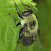 Hairy-eyed Bee-mimic Fly - Photo (c) Judy Gallagher, some rights reserved (CC BY), uploaded by Judy Gallagher