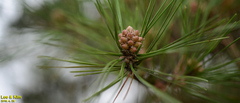 Pinus densiflora