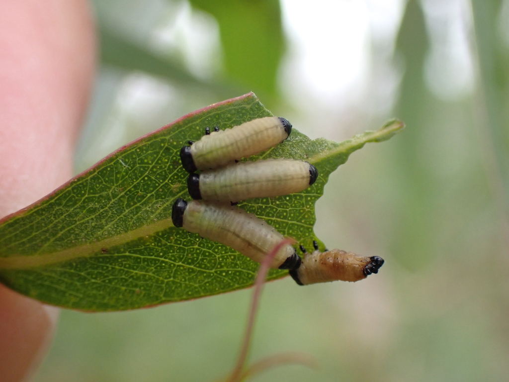 Eucalyptus Variegated Beetle From Tyabb Bushland Reserve A Woods Rd Pearcedale Vic