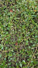 Ludwigia repens