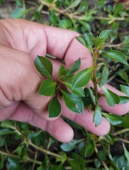Ludwigia repens