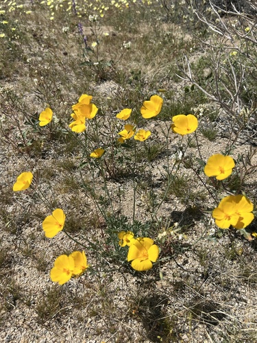 Eschscholzia androuxii (Eschscholzia androuxii)