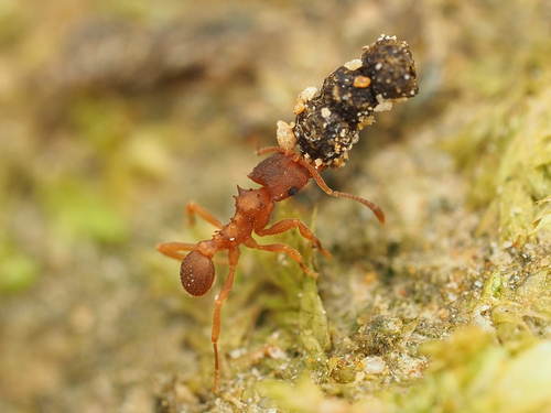 史氏菇园蚁Mycocepurus smithii