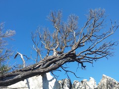 Widdringtonia nodiflora