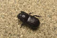 Phileurini