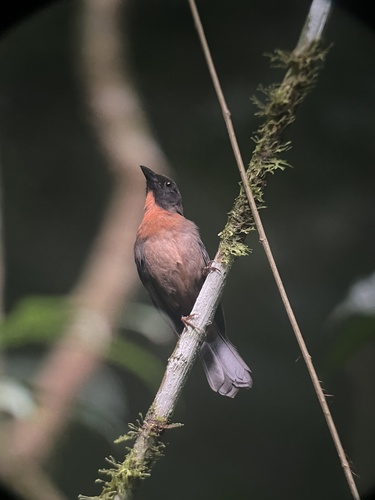 Black-cheeked Ant Tanager