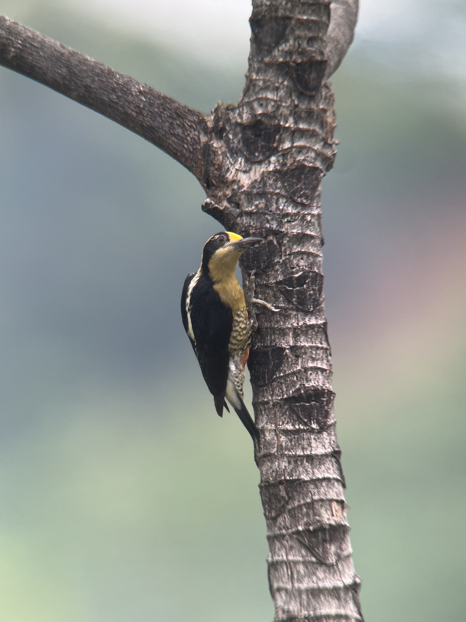 Golden-naped Woodpecker illustration