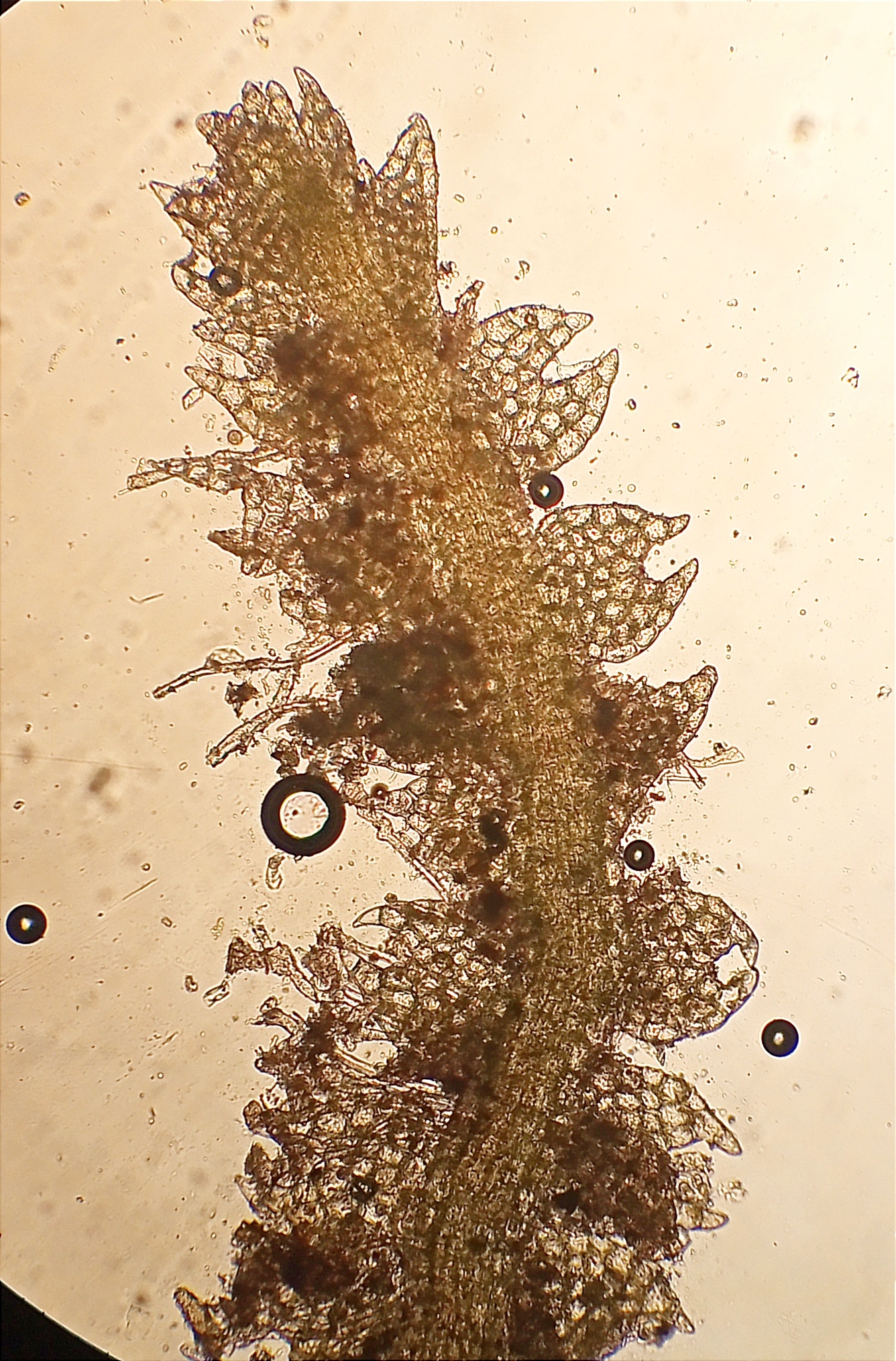 Cephalozia lacinulata