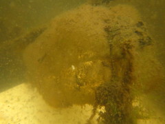 Ambystoma gracile