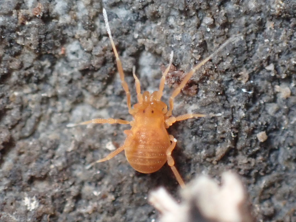 Texella bifurcata