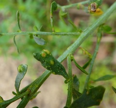 Aceria baccharipha