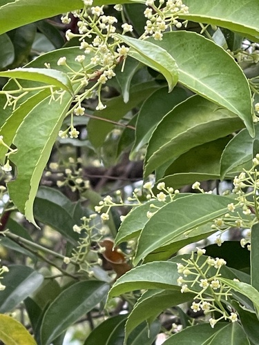 Celastrus hindsii (Celastrus hindsii)