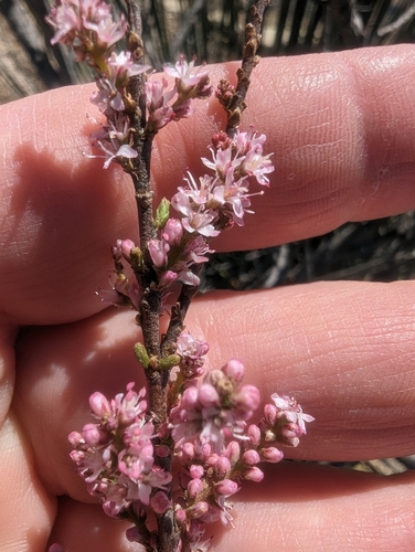 Image of Tamarix parviflora by (c) Denis Bastianelli, some rights reserved (CC BY)