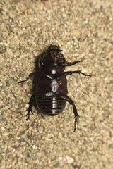 Phileurini