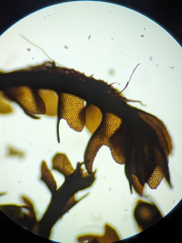 Image of Odontoschisma fluitans by (c) Zihao Wang, some rights reserved (CC BY)